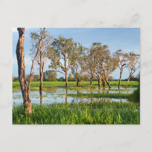 Kakadu billabong Northern Territory Australien Postkarte (Vorderseite)