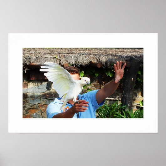 Kakadu mit Flügel Poster (Vorne)