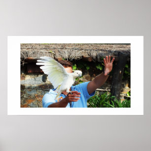 Kakadu mit Flügel Poster