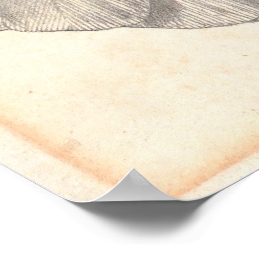 Kakadu Poster (Ecke)