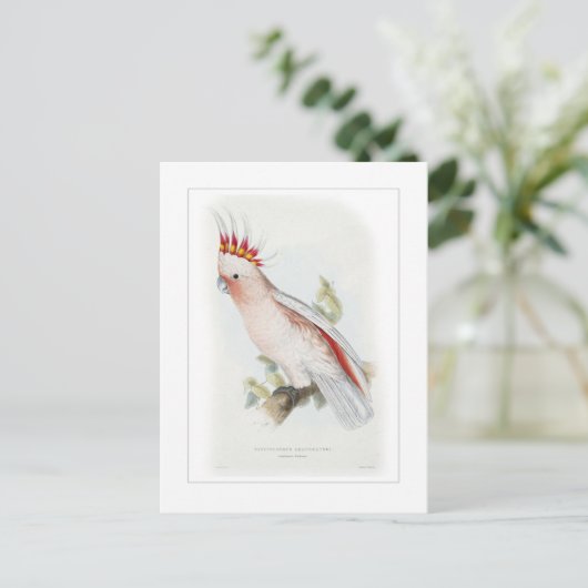 Kakadu Postkarte (Stehend Vorderseite)