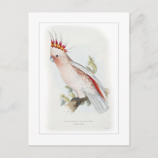 Kakadu Postkarte (Vorderseite)