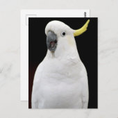 Kakadu Postkarte (Vorne/Hinten)