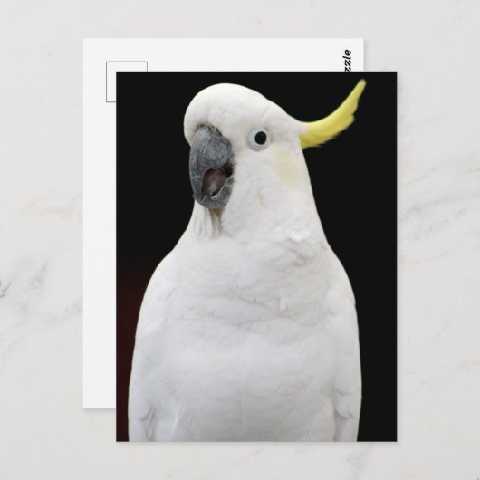 Kakadu Postkarte (Vorne/Hinten)