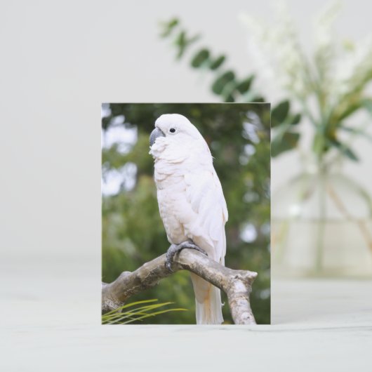 Kakadu Postkarte (Stehend Vorderseite)