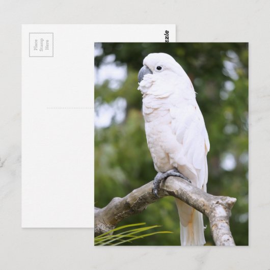 Kakadu Postkarte (Vorne/Hinten)