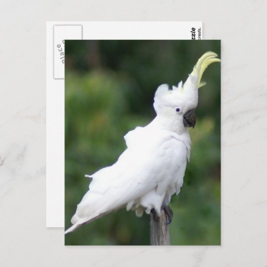 Kakadu Postkarte (Vorne/Hinten)