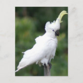 Kakadu Postkarte (Vorderseite)