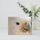 Kakadu Postkarte (Stehend Vorderseite)