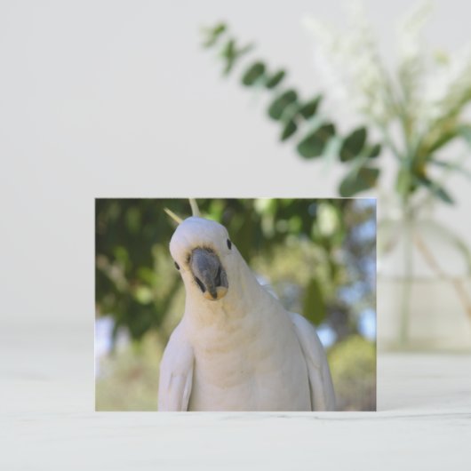 Kakadu Postkarte (Stehend Vorderseite)