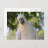 Kakadu Postkarte (Vorne/Hinten)