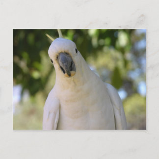 Kakadu Postkarte
