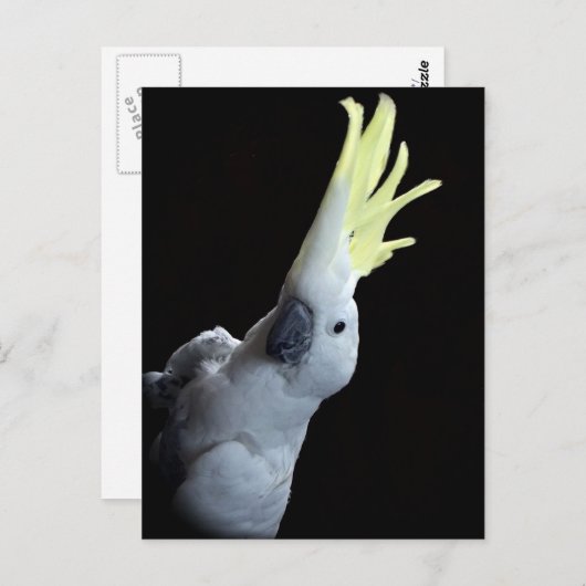 Kakadu Postkarte (Vorne/Hinten)