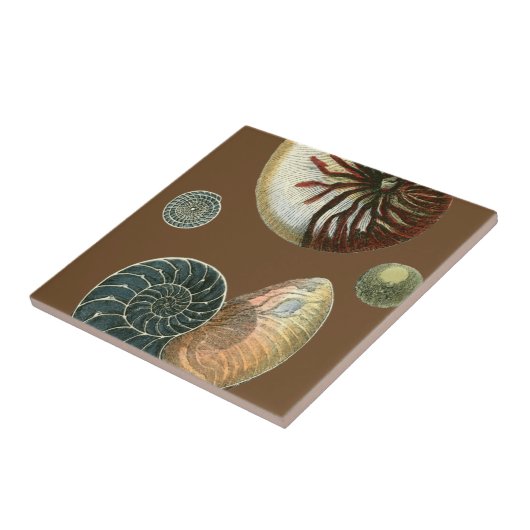 Kakao-Muschel Fliese (Seite)