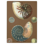 Kakao-Muschel Klemmbrett (Rückseite)