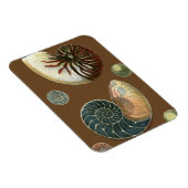 Kakao-Muschel Magnet (Rechte Seite)