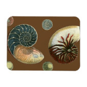 Kakao-Muschel Magnet (Horizontal)