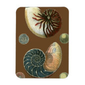 Kakao-Muschel Magnet (Vertikal)