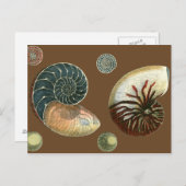 Kakao-Muschel Postkarte (Vorne/Hinten)