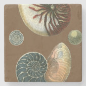 Kakao-Muschel Steinuntersetzer (Vorderseite)