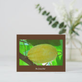 Kakao Pod Postkarte (Stehend Vorderseite)