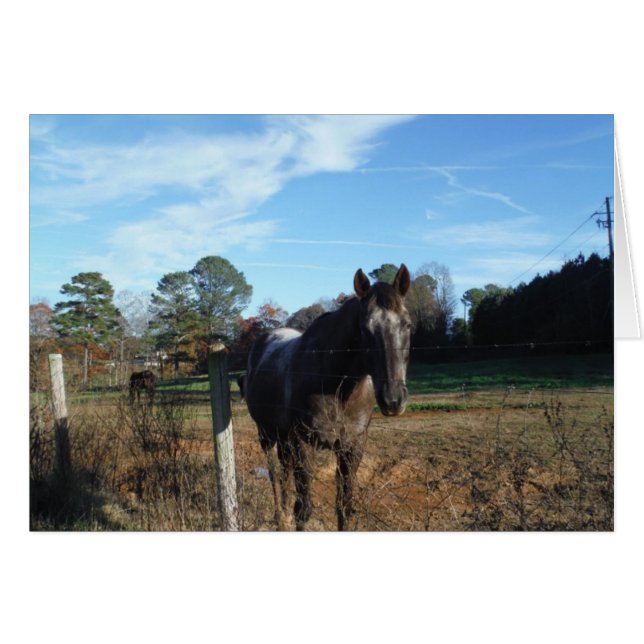 Kakao- und Cremopferpferd (Vorderseite (Horizontal))