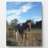 Kakao- und Cremopferpferd Fotoplatte (Vorderseite)