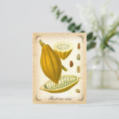 Kakao - Vintage Abbildung Postkarte (Stehend Vorderseite)