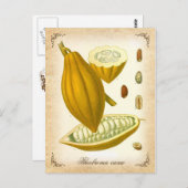 Kakao - Vintage Abbildung Postkarte (Vorne/Hinten)