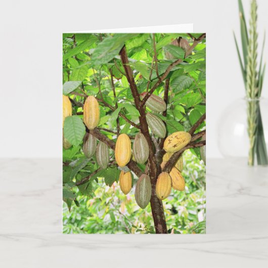 Kakaobaum Karte (Vorderseite)