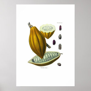 Kakaobohnen-Vintage-Illustrationsdruck Poster