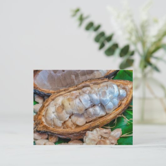 Kakaopod postkarte (Stehend Vorderseite)