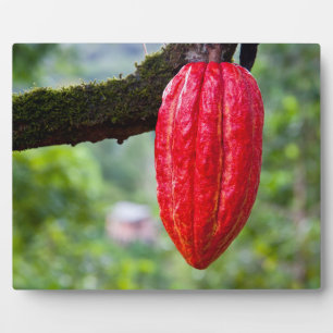 Kakaoschote rot fotoplatte