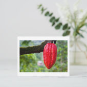 Kakaoschote rot postkarte (Stehend Vorderseite)
