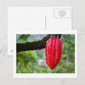 Kakaoschote rot postkarte (Vorne/Hinten)