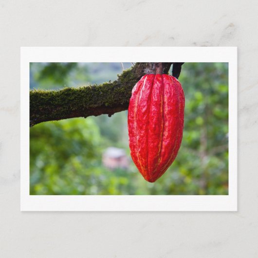 Kakaoschote rot postkarte (Vorderseite)