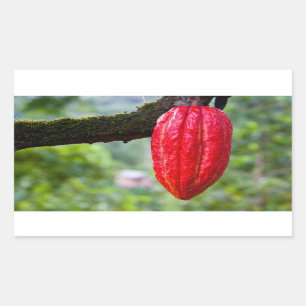 Kakaoschote rot rechteckiger aufkleber