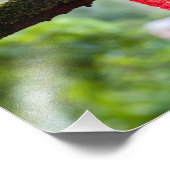 Kakaotorrot Fotodruck (Ecke)