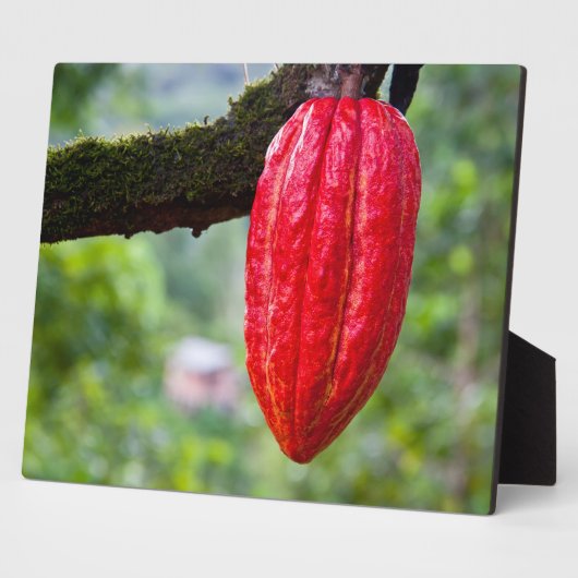 Kakaotorrot Fotoplatte (Seite)