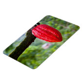 Kakaotorrot Magnet (Linke Seite)