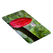 Kakaotorrot Magnet (Rechte Seite)