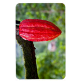 Kakaotorrot Magnet (Vertikal)