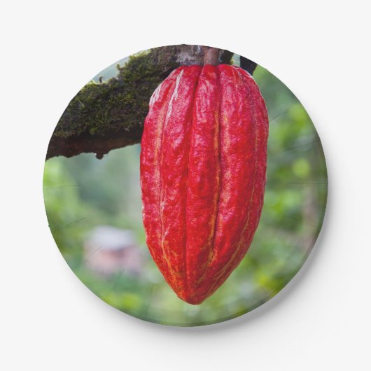 Kakaotorrot Pappteller (Vorderseite)