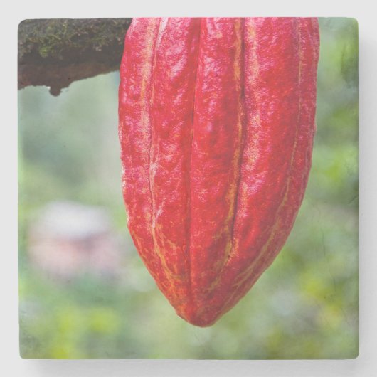 Kakaotorrot Steinuntersetzer (Vorderseite)