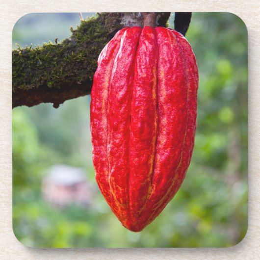 Kakaotorrot Untersetzer (Vorderseite)