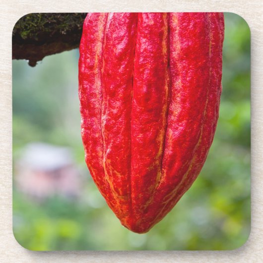 Kakaotorrot Untersetzer (Vorderseite)
