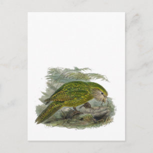 Kakapo Grüner Papagei, seltene Vogeltäuschung Postkarte