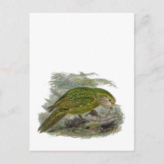 Kakapo Grüner Papagei, seltene Vogeltäuschung Postkarte (Vorderseite)