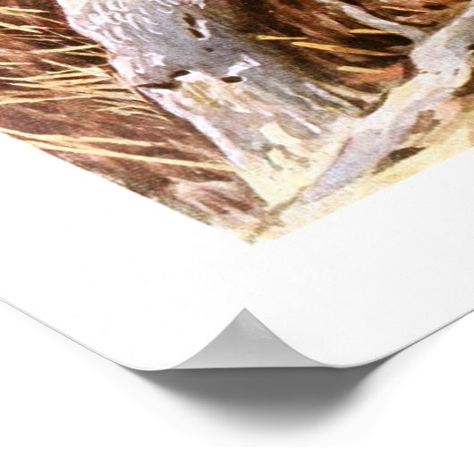 Kakapo Poster (Ecke)