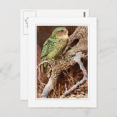 Kakapo Postkarte (Vorne/Hinten)